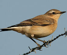 Northern Wheatear