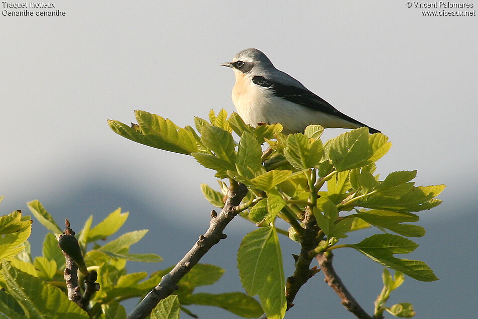 Northern Wheatear