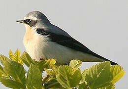 Northern Wheatear