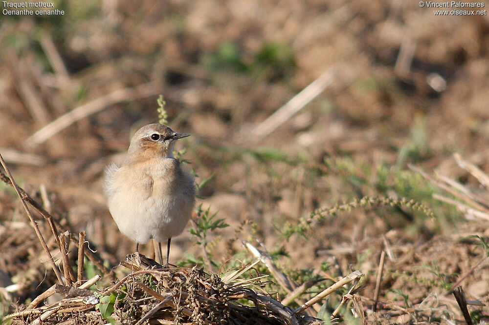 Northern Wheatear