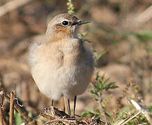 Northern Wheatear