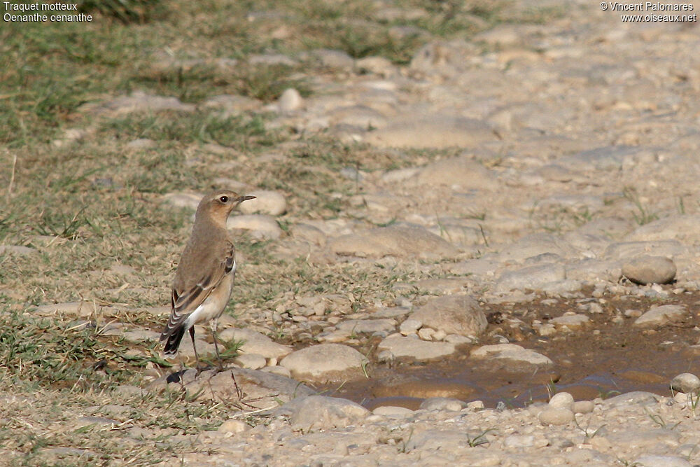 Northern Wheatear