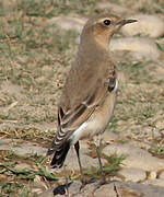 Northern Wheatear