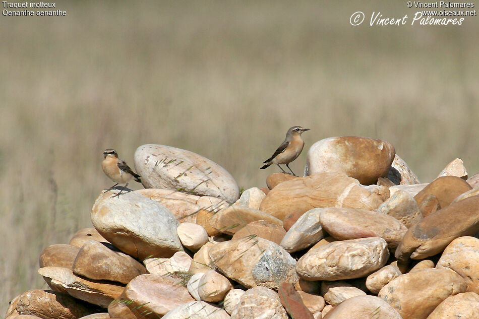 Northern Wheatear