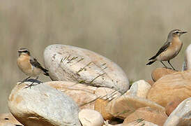 Northern Wheatear