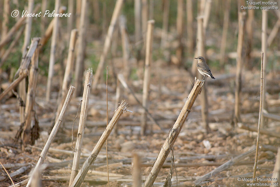 Northern Wheatear