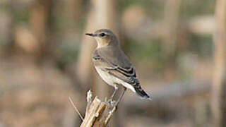 Northern Wheatear