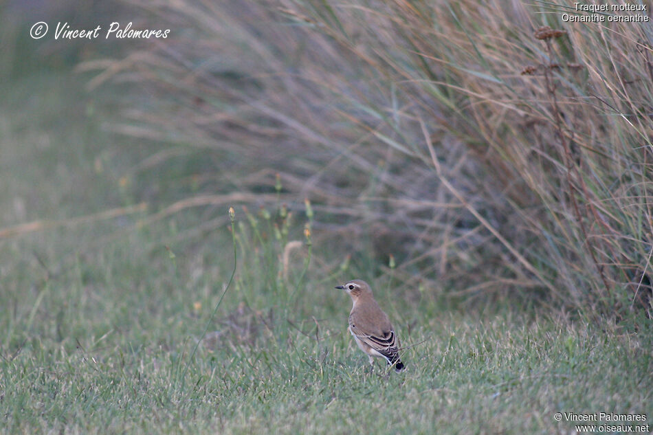 Northern Wheatear