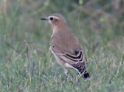 Northern Wheatear