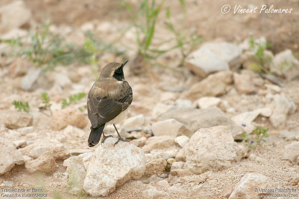 Eastern Black-eared Wheatear