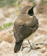 Eastern Black-eared Wheatear