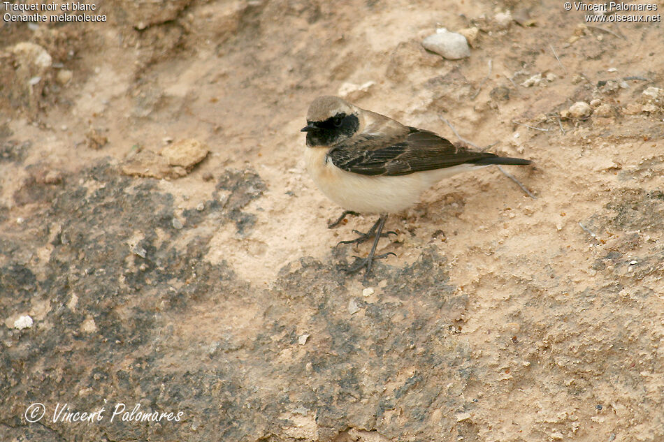 Eastern Black-eared Wheatear