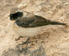 Eastern Black-eared Wheatear