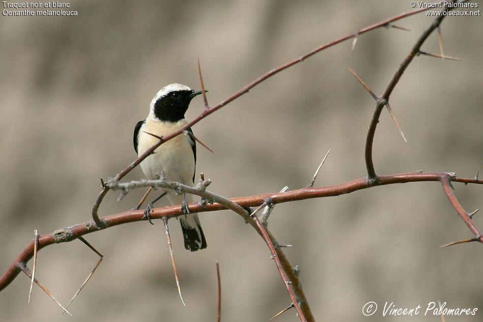 Eastern Black-eared Wheatear male