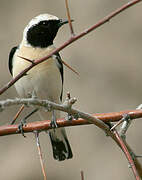 Eastern Black-eared Wheatear