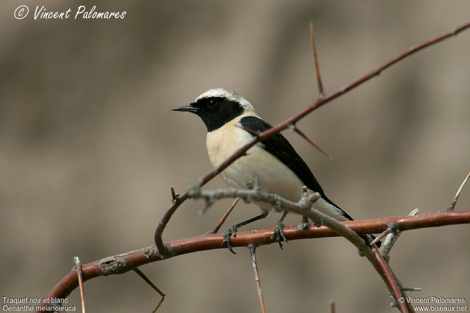 Eastern Black-eared Wheatear male adult