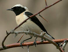 Eastern Black-eared Wheatear