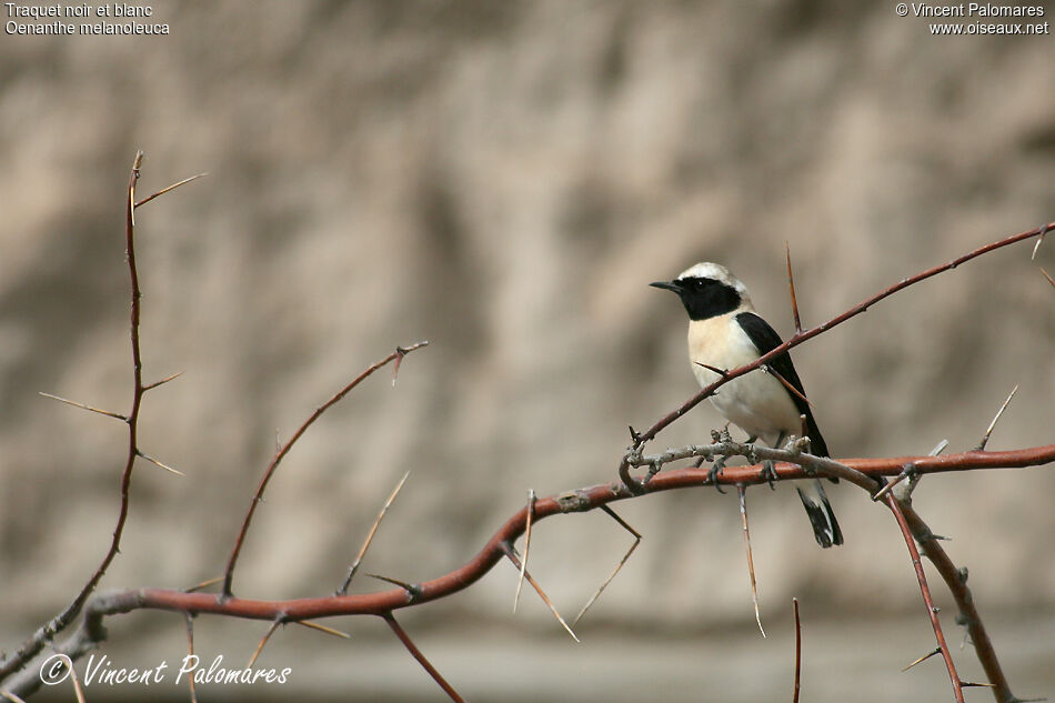 Eastern Black-eared Wheatear male adult