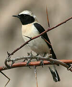 Eastern Black-eared Wheatear