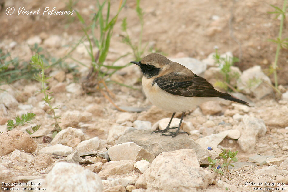 Eastern Black-eared Wheatear male Second year, identification