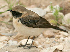 Eastern Black-eared Wheatear