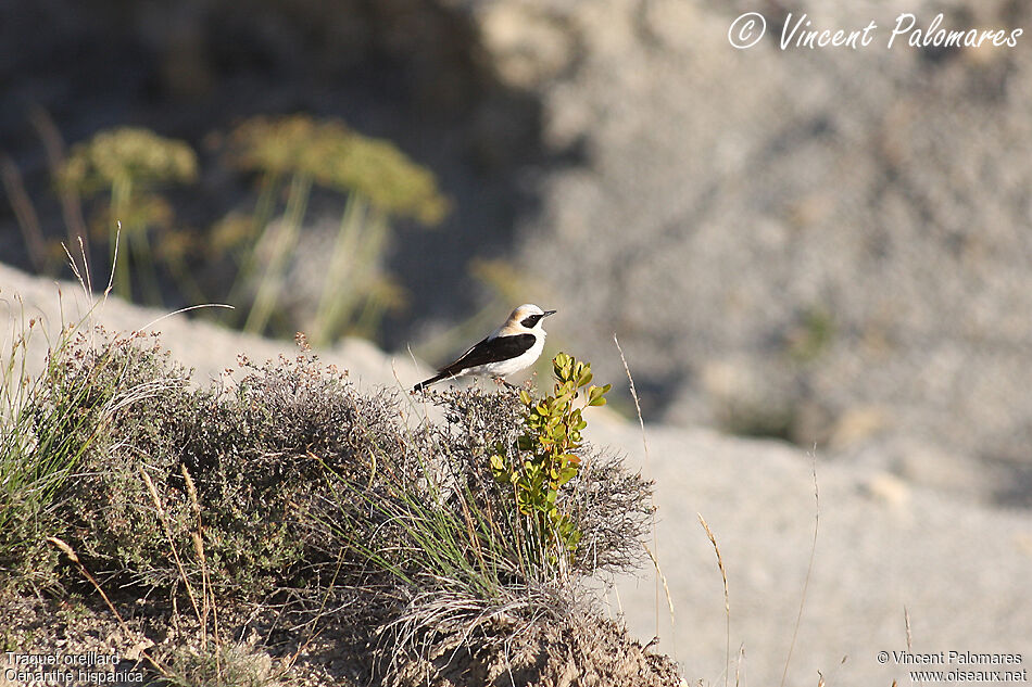 Black-eared Wheatear male adult