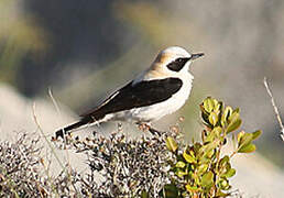 Black-eared Wheatear