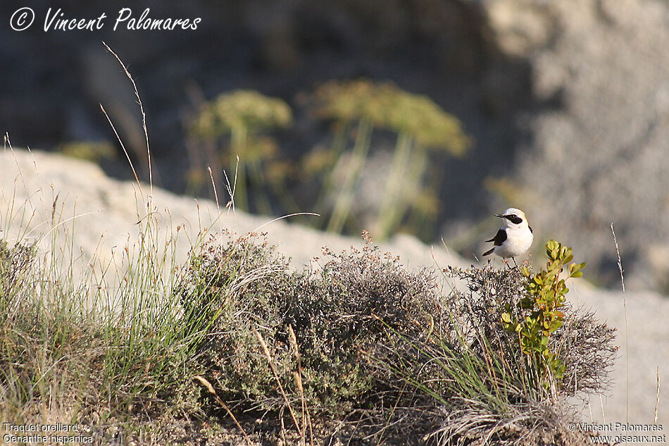 Black-eared Wheatear male adult