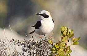 Western Black-eared Wheatear