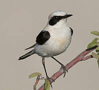 Black-eared Wheatear