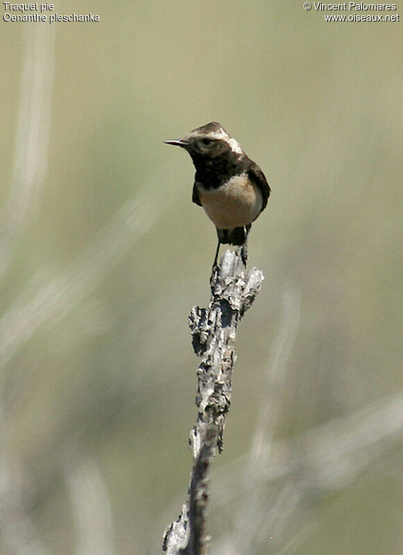 Pied Wheatear