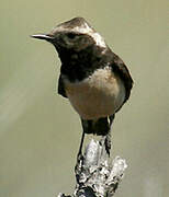 Pied Wheatear