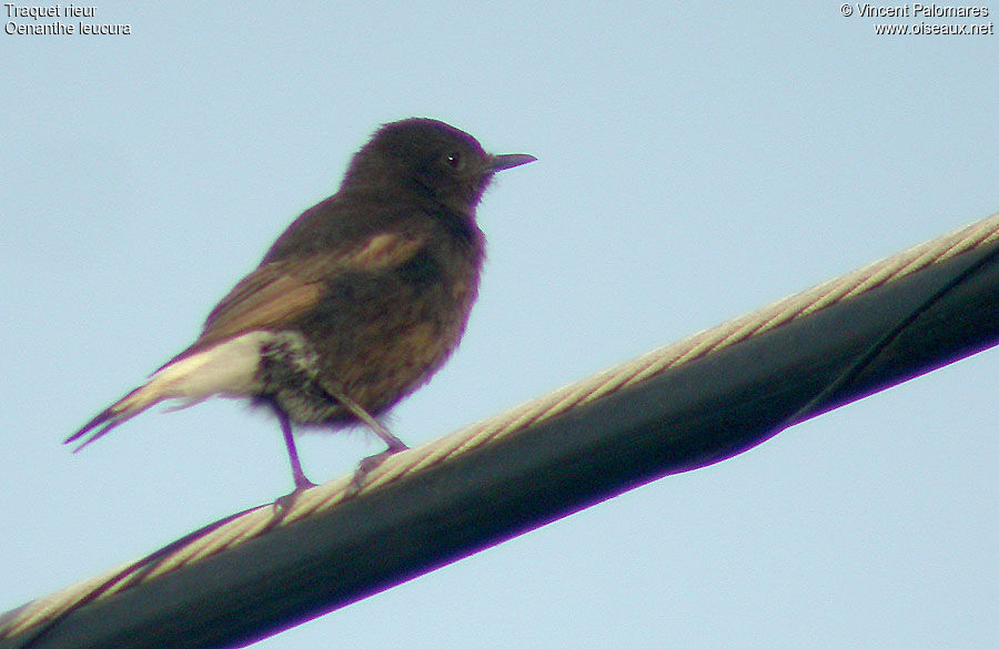 Black Wheatear