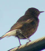 Black Wheatear