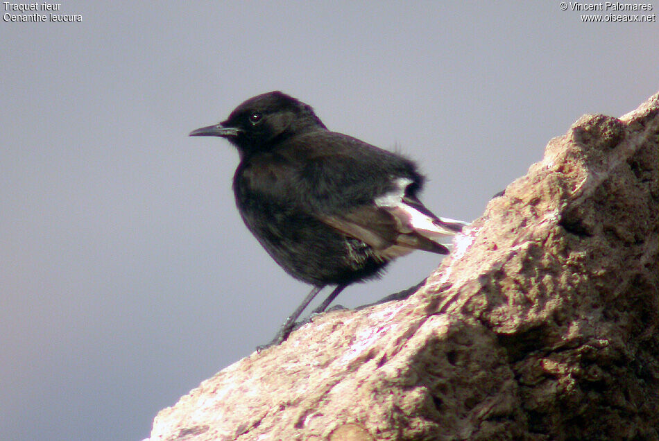 Black Wheatear