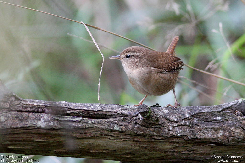 Eurasian Wren