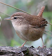 Eurasian Wren