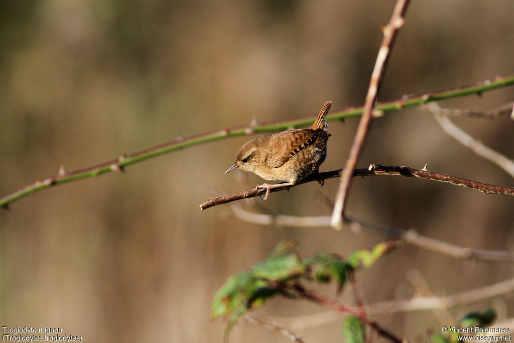 Eurasian Wren