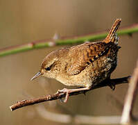 Eurasian Wren