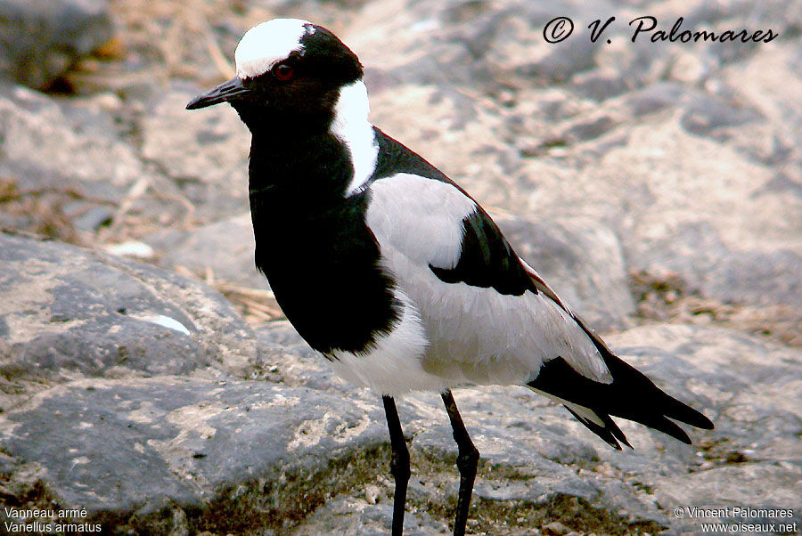 Blacksmith Lapwing