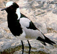 Blacksmith Lapwing