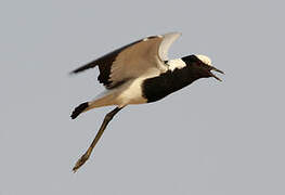 Blacksmith Lapwing