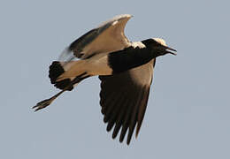 Blacksmith Lapwing