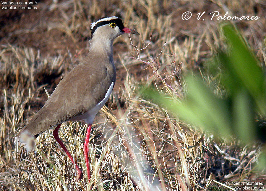 Crowned Lapwing