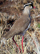 Crowned Lapwing