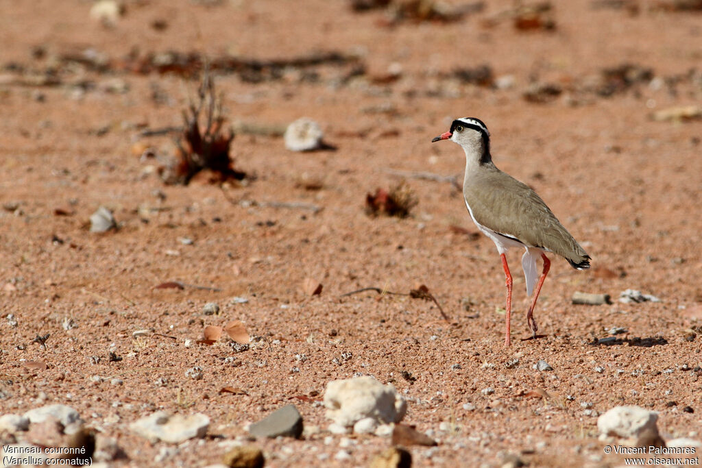 Crowned Lapwing