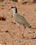 Crowned Lapwing