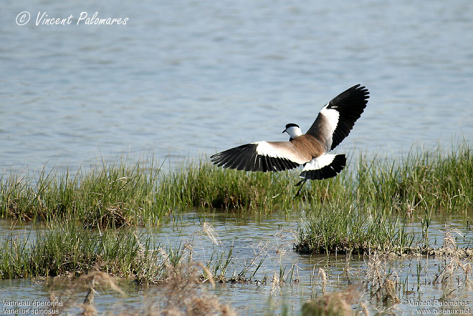 Spur-winged Lapwing