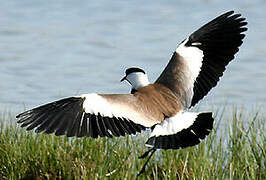 Spur-winged Lapwing