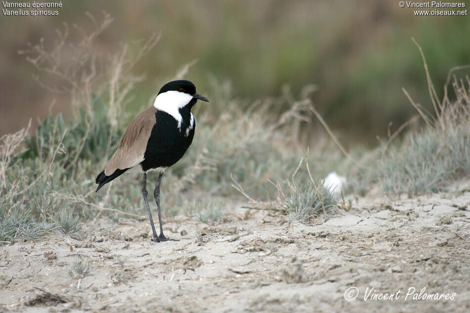 Spur-winged Lapwing